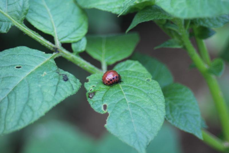 Ce sont les larves de doryphores qui sont les plus nuisibles. Quelques individus ne réduisent pas vraiment la production de tubercules. Quand le feuillage d'une plante perd plus 40% de sa surface, il peut y avoir une baisse de rendement.
