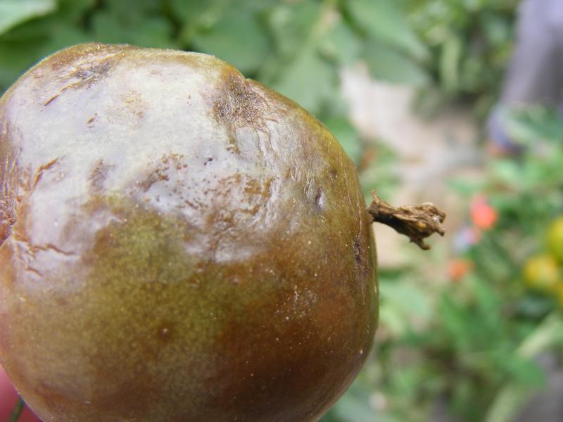 Les fruits de la tomate sont sensibles aussi à la maladie.