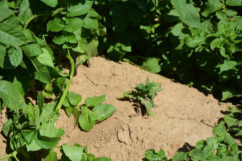 Un plant de pomme de terre touché par la fusariose voit sa croissance fortement réduite. Effectuer avant la plantation un traitement des tubercules avec Emesto Silver écarterait pareille situation.