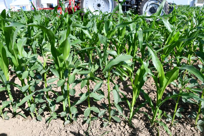 La cellule bio du Cra-w et Greenotec collaborent sur le thème de l’agriculture biologique de conservation. A Ligny, un essai exploratoire porte sur la culture de maïs grain associée à des plantes compagnes de la famille des légumineuses telles que la féverole.