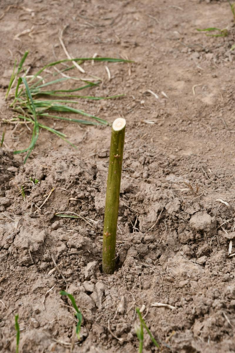 Les taillis linéaires sont constitués d’espèces à croissance très rapide, comme le saule, qui présentent l’avantage d’être bouturables. En un an, les tiges atteindront 2 m de haut.