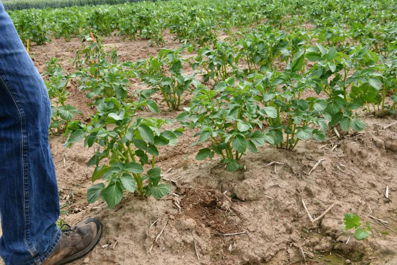 Ces pommes de terre plantées au printemps dans des buttes d’automne montraient, mi-juin, un développement légèrement en retard en comparaison avec une plantation classique, mais la vigueur des plantes semblait au rendez-vous.