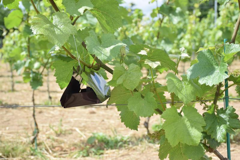 Réseau de piégeage par phéromones mis en place contre la Pyrale de la vigne et la tordeuse de la grappe.