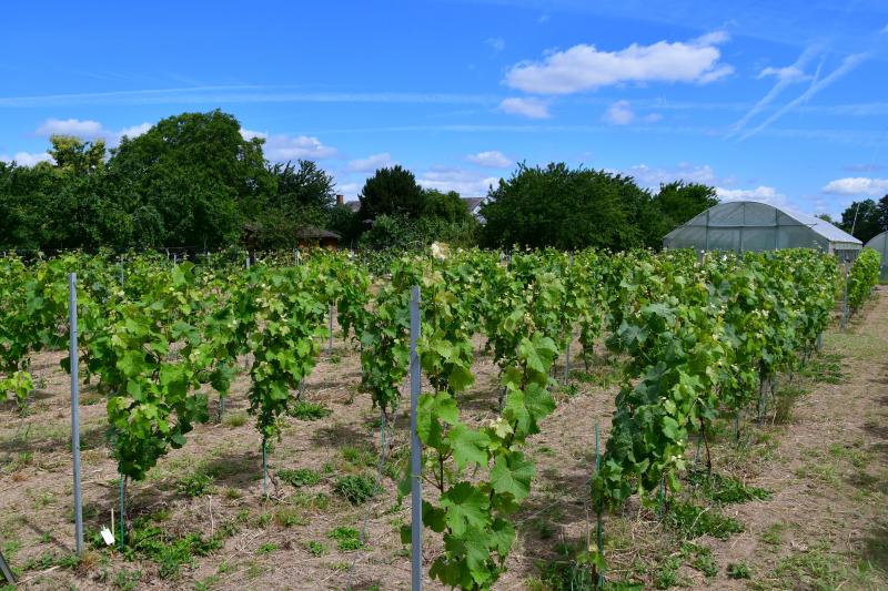 L’expertise développée par le Carah vise à conseiller non seulement les producteurs qui souhaiteraient se lancer dans la plantation de vignes, mais aussi les viticulteurs plus avertis.