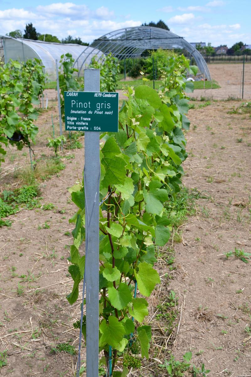 Parmi les 23 cépages plantés dans ce vignoble à Ath, figurent le Pinot blanc, le Pinot meunier et le Pinot gris.