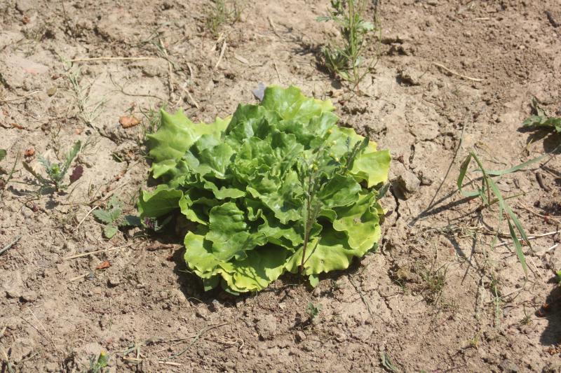 La germination de la laitue est freinée si la température du sol atteint ou dépasse 20 °C.