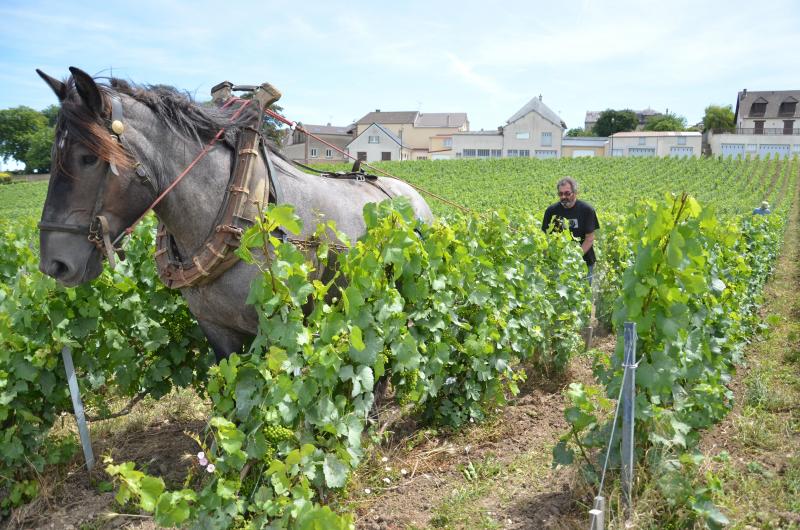 Dans les vignes, le Trait doit pouvoir s’arrêter au moindre obstacle pour éviter de blesser le pied des plants.