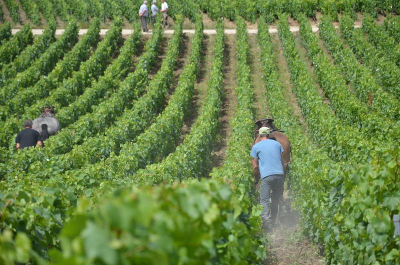 Pour l’instant, les chevaux ne sont équipés que pour travailler le sol. Qui sait demain comment il pourront aider davantage le vigneron.