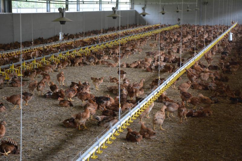 Les seuils entraînant un changement de classe dépendent  notamment du type et du nombre d’animaux élevés.