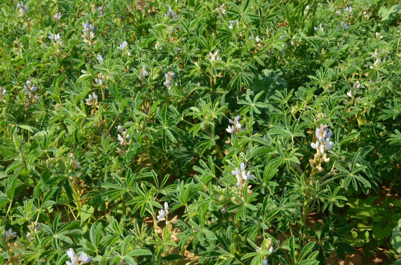 Dans la recherche d’alternative au soja, la résistance variétale à l’anthracnose est un élément essentiel dans le possible essor du lupin,
