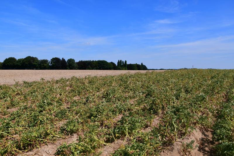 Les prélèvements d’échantillons dans les parcelles de référence témoignent sans surprise de l’impact de la météo des dernières semaines sur les rendements et le calibre!