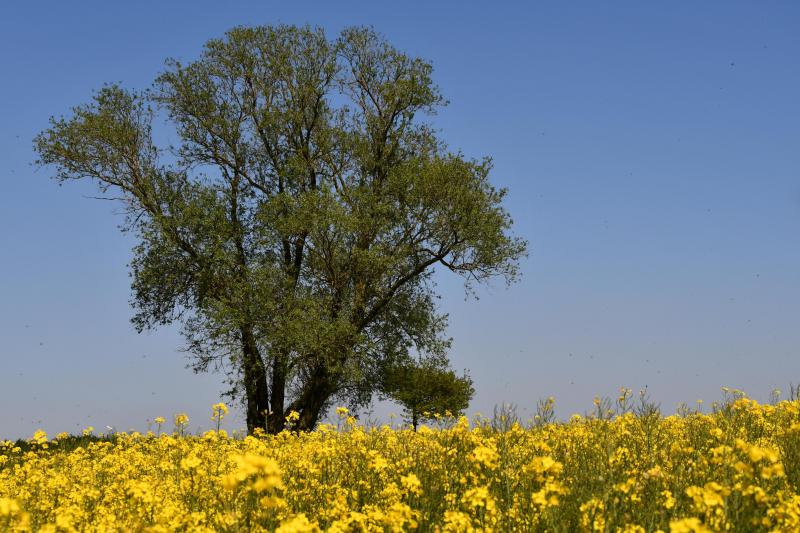 La floraison s’est déroulée sous le soleil. La durée d’ensoleillement a été importante cette année, au grand bonheur des apiculteurs.