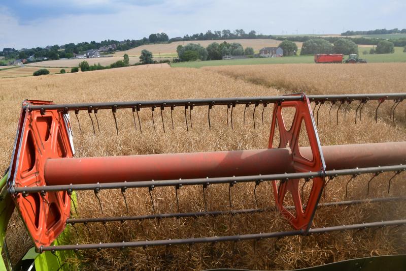 La canicule, le vent et la sécheresse ont mis les cultures sur le gril, d’où l’obtention de rendements moyens nettement inférieurs à la normale attendue.