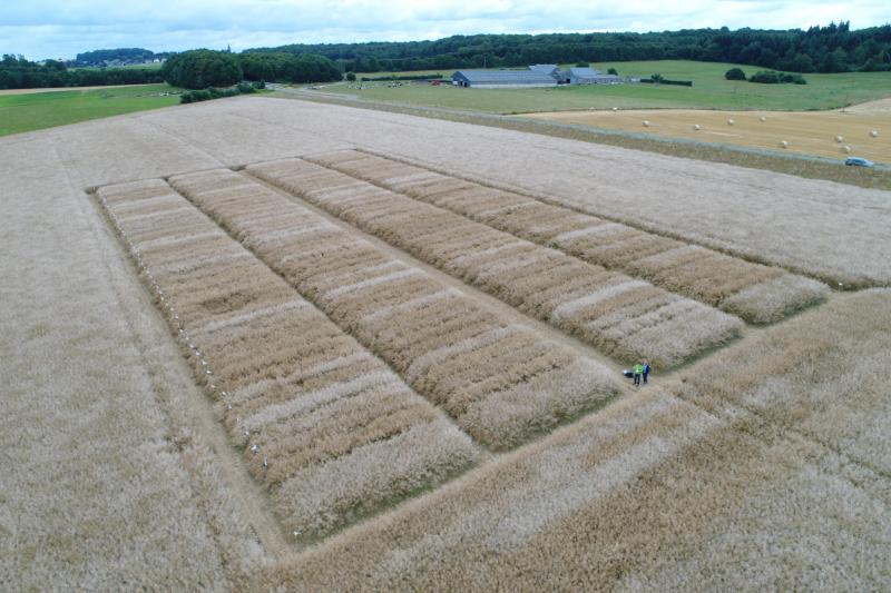 Vue de la plateforme variétale sise à Thynes, après le passage de la grêle le 4 juillet derniers, avec des dégâts bien visibles.