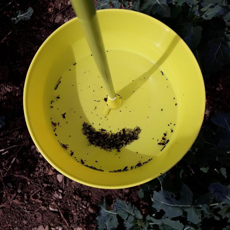 Vue de nombreux insectes piégés au début avril dernier. Le piégeage au moyen d’un bassin jaune est vivement recommandé dès cet automne, c’est un outil très utile en complément aux avertissements d’ordre plus général.