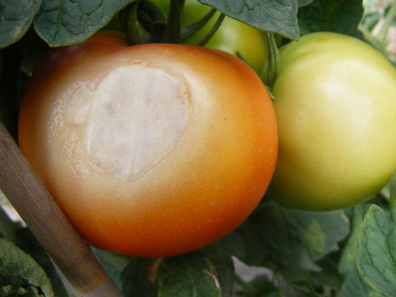 En observant de plus près le fruit, nous constatons que la peau se frippe et que le fruit tend à se déhydrater localement.