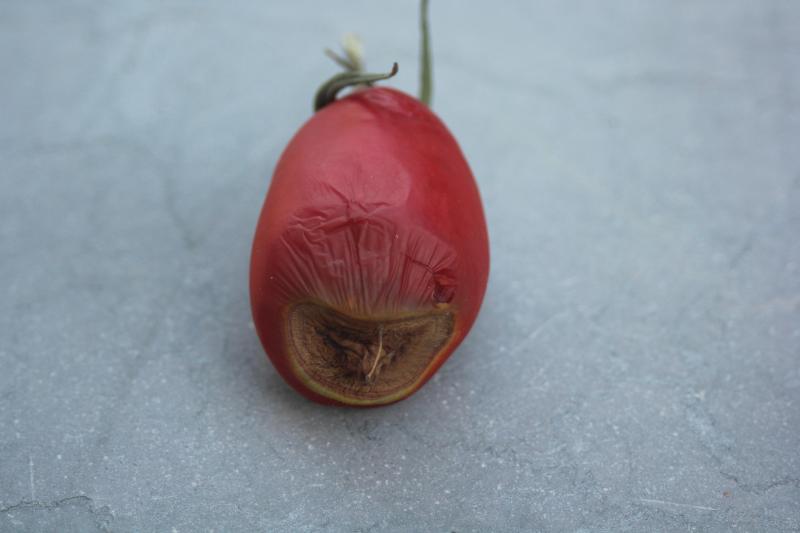 La nécrose apicale est liée à un manque de calcium dans les cellules du fruit. L'importance de ce manque influence le type de dégât observable. Après plusieurs semaines, la partie nécrosée du fruit peut être colonisée par des champignons opportunistes.