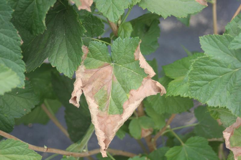 Les nécroses sur feuilles sont un des symptômes évident du manque d'eau au niveau des tissus de la plante.