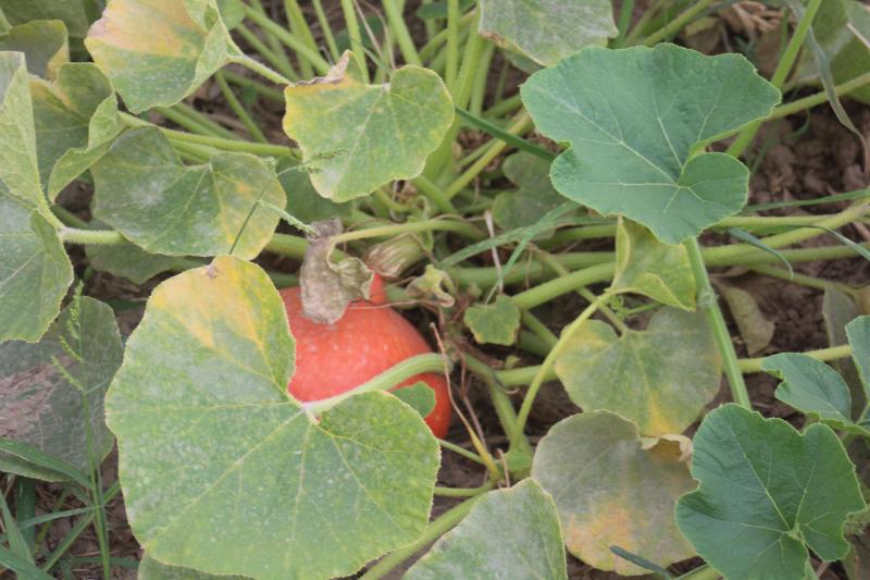 Pour les légumes d'automne, une avance est parfois constatée sans que cela ne corresponde aux souhaits du marché.