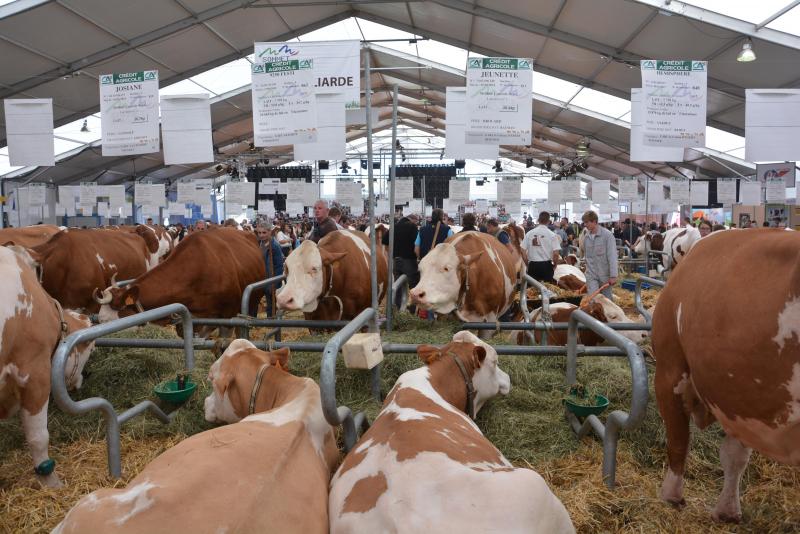L’élite française des races bovines à viande et laitières sera en vitrine début octobre, sous l’œil expert de milliers de professionnels en provenance d’horizons parfois très éloignés de l’Hexagone.