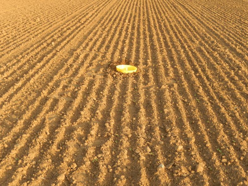 Le climat se réchauffe, les insectes en profitent. La surveillance s’impose déjà et les bassins jaunes sont très utiles.