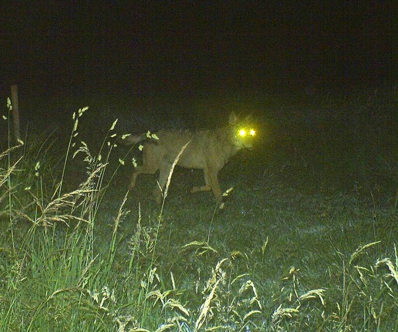 Le loup photographié en juin 2018 dans les Hautes-Fagnes.