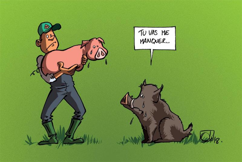 Des mesures essentielles pour éviter toute contamination des porcs d’élevage.