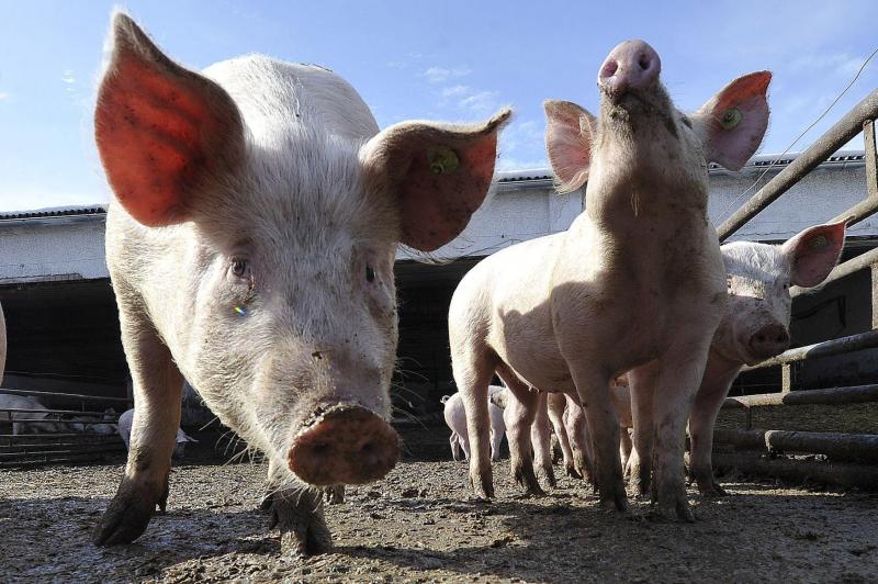 En 1985, la maladie avait pu être introduite chez nous via la distribution de déchets alimentaires contenant de la viande de porc contaminée.