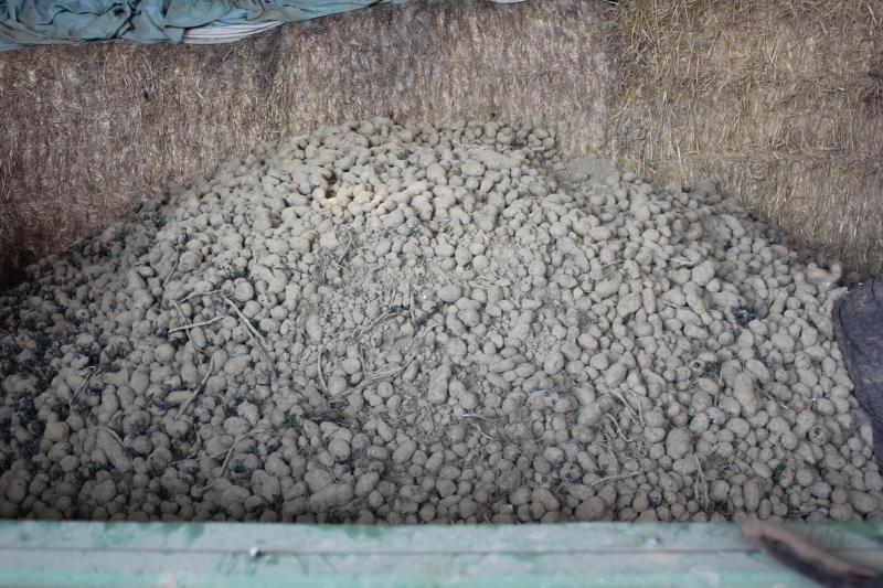 La conservation des pommes de terre dans un simple hangar avec de la paille comme isolant est une technique ancienne bien adaptée.