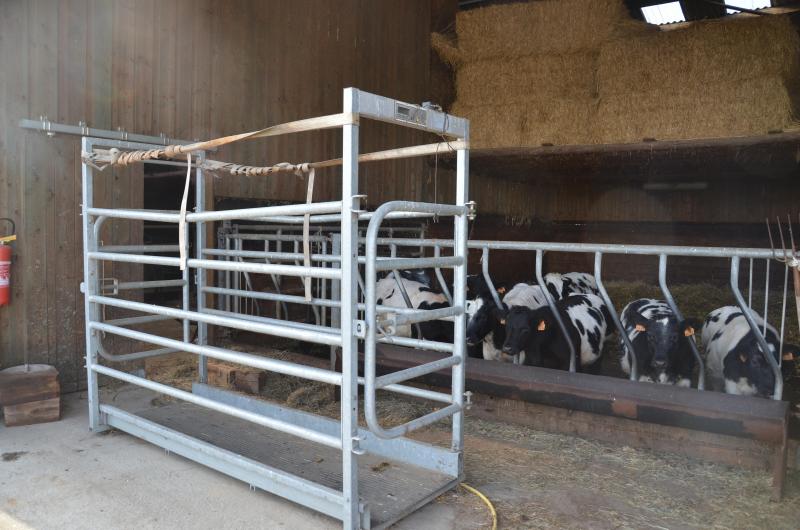 Quand on engraisse des animaux, la balance est un outil indispensable  pour connaître exactement le prix de vente par animal.