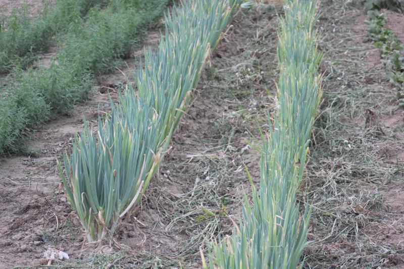 Les plantes sont assez serrées dans la ligne avec des écartements entre lignes importants. Cela facilite le desherbage tout en évitant d'avoir une densité trop importante par m².
