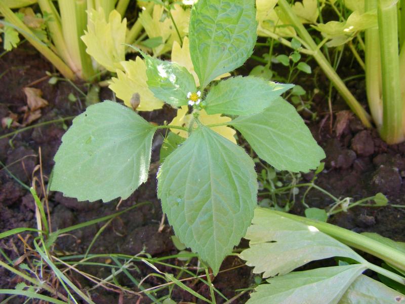 Les galinsoges se développent et produisent très rapidement des graines viables. Plusieurs cycles de reproducion par an permettent à ces espèces de devenir rapidement envahissantes. La moindre plante montée à graines doit être éliminée du protager.