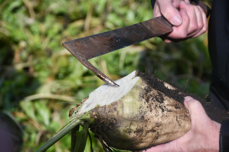 Pour garantir une conservation de longue durée, il est essentiel que les racines livrées soient exemptes de maladies racinaires, parfaitement défoliées et dépourvues de terre.