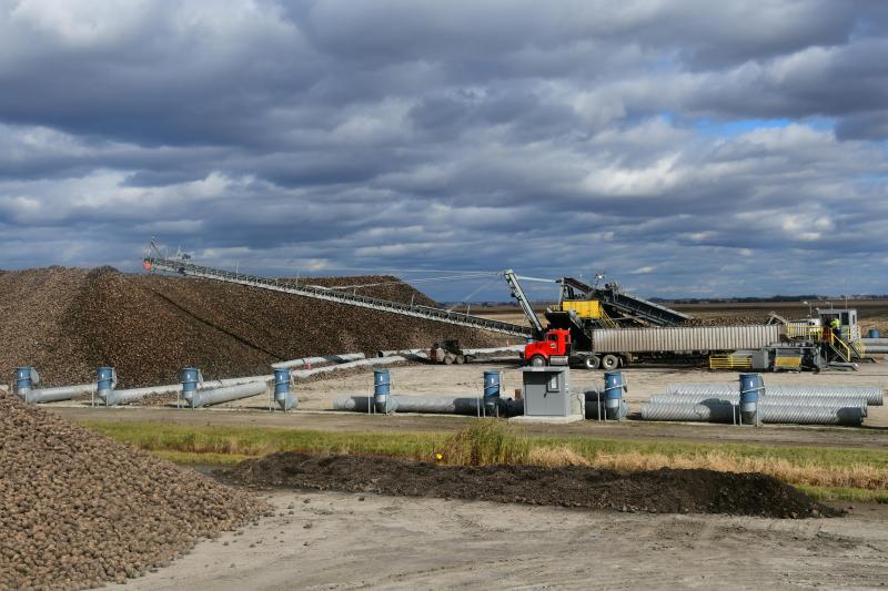 Pour les sucreries sises dans la Red River Valley, la campagne peut durer 250-280 jours. Elles sont alimentées par les immenses silos constitués en octobre.