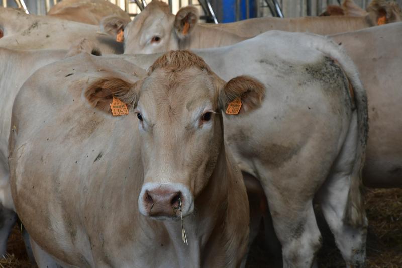 Facilité d’élevage, tendreté d’une viande en outre peu grasse, prix de vente élevé à l’abattage... des arguments mis en avant pour expliquer ce choix en faveur de la Blonde d’Aquitaine.