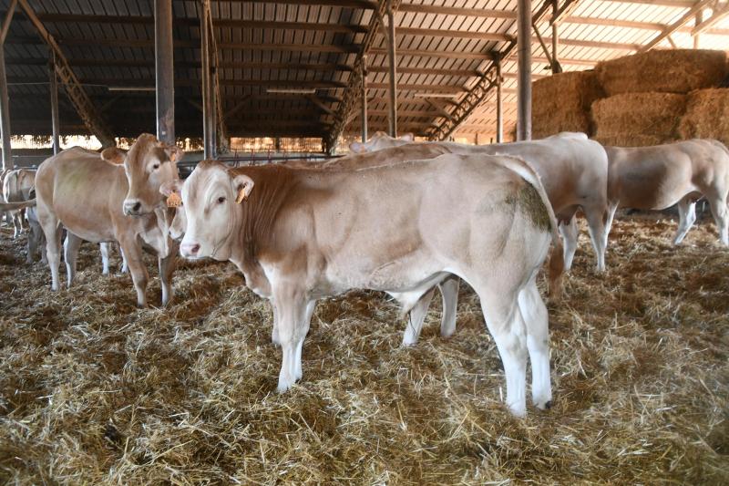 Les mâles sont engraissés pour être vendus à 18 mois à un poids carcasse moyen de 515 kg.