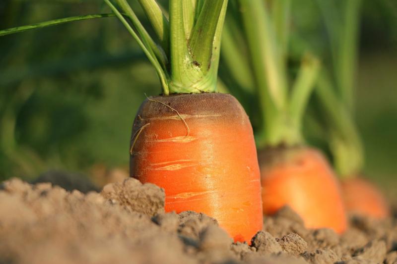 Les apports légers en amendement du lit de semis sont bien connus pour les espèces dont la levée est longue et capricieuse, comme la carotte, par exemple.