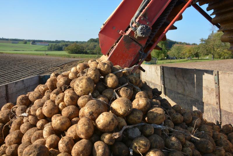 Les réserves en azote minéral dans le profil sont particulièrement élevées après pomme de terre: 125 kg N/ha, dont la moitié est située entre 60 et 90 cm de profondeur.