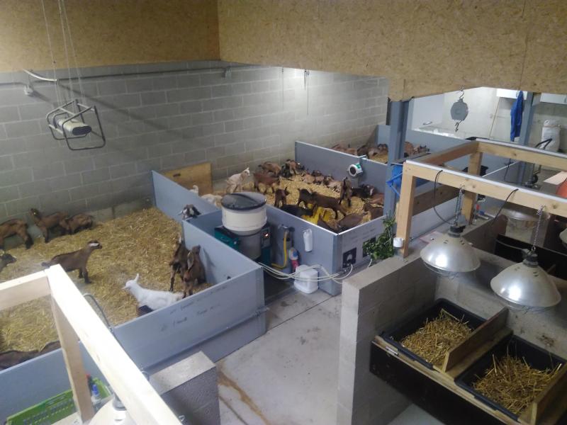 Après une journée dans les box individuels, les jeunes passent dans des cages collectives rassemblant une vingtaine de chevreaux. Ils y sont nourris à la louve.