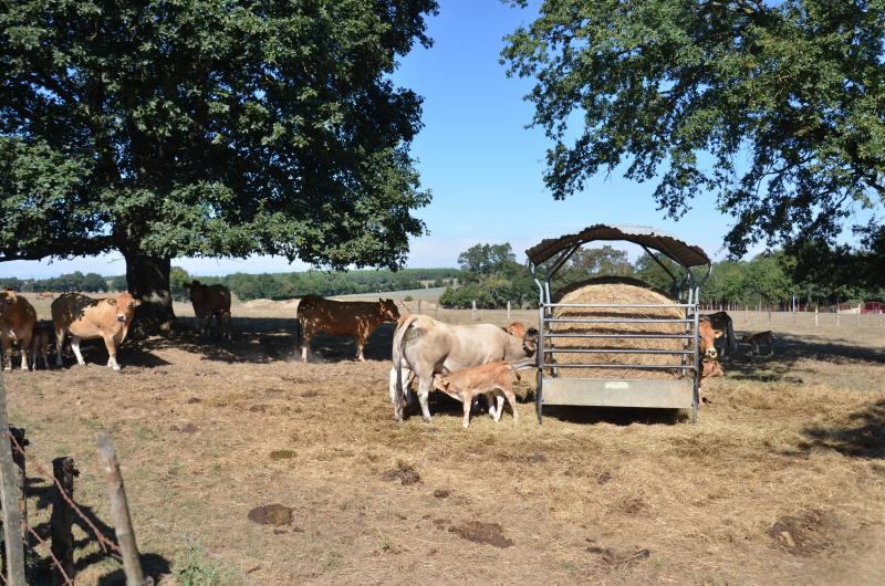 Ancienne beurrière, la parthenaise est aussi réputée pour ses vêlages faciles que pour sa bonne production laitière.