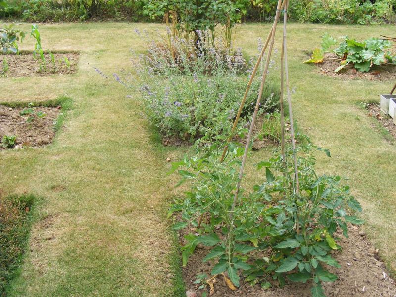 De petits carrés consacrés à la production de légume incorporés dans l'espace de la pelouse donnent un superbe effet décoratif et permettent un accès facile à chaque pied de légume. Les bordures seront redressées une ou deux fois par an.