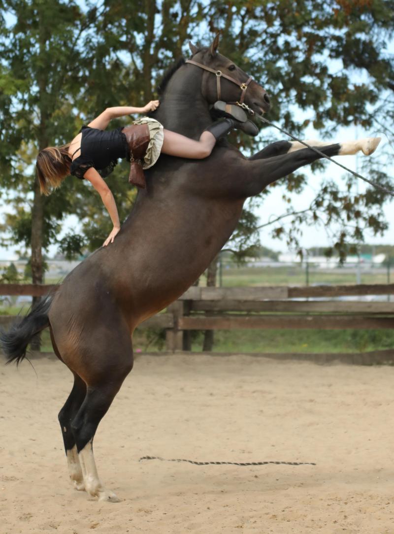 «Un cheval dressé haut niveau répond aux aides justes de son cavalier, qu’il soit son 
dresseur ou non. Si la jambe est bien placée, si la main se ferme au bon moment... 
il fera ce qui lui est demandé», explique Noémie.
