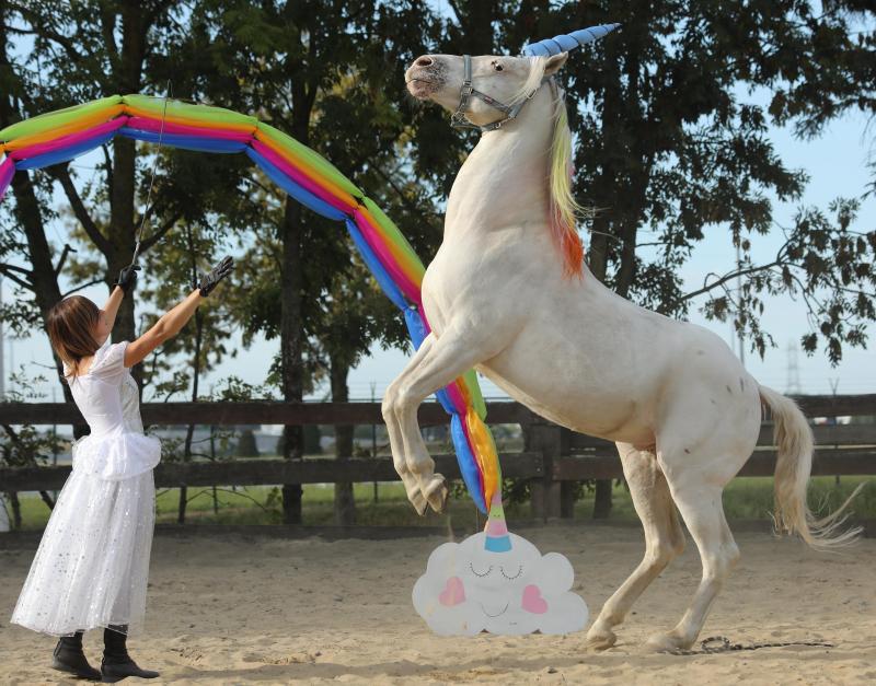 Pour que ses chevaux conservent leur niveau, Noémie travaille régulièrement avec eux. «Si ce n’était pas le cas, ils risqueraient de perdre  leurs muscles et leur concentration ne suivrait plus». Une discipline prenante mais qui ne pose pas de problème à la cavalière  tant elle aime être aux côtés de ses animaux.