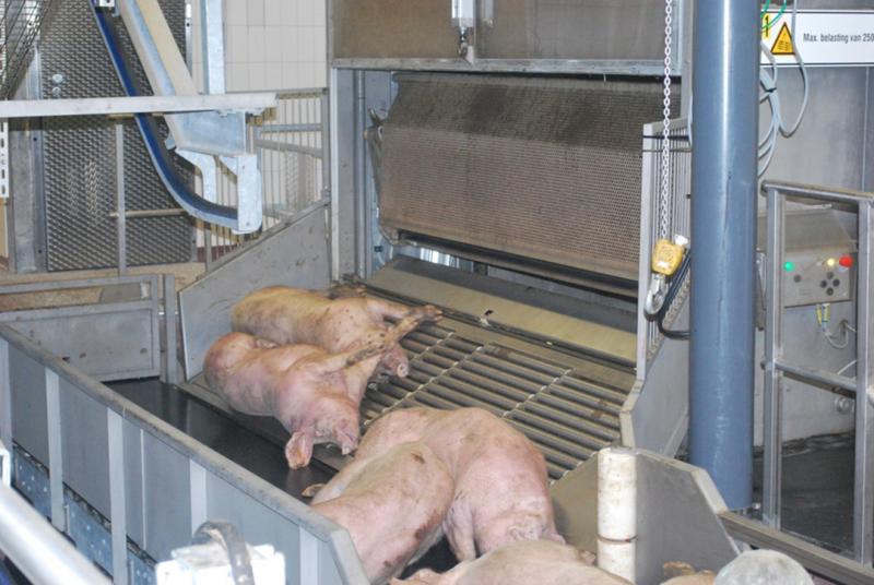Pour les médias et le grand public, l’étourdissement au gaz est idéal car il renvoie l’image de porcs paisiblement endormis.