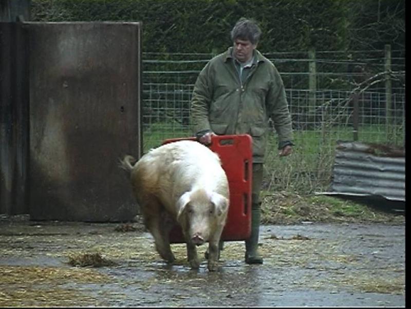 En se positionnant correctement derrière l’animal, l’usage d’une planche facilite les déplacements des porcs.