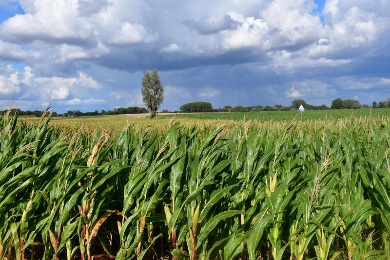 La précocité est l’un des critères essentiels à considérer lors du choix variétal.