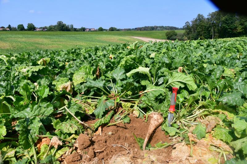 Les conditions climatiques de l’année 2018 restent encore dans toutes les mémoires, avec un impact variable selon les situations.