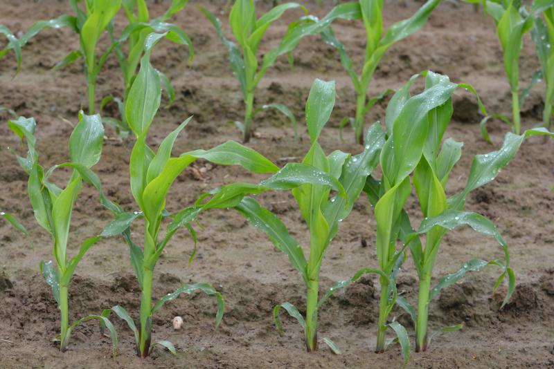 Même si les aléas climatiques en décident ensuite autrement, rien de tel qu’une bonne levée, rapide et homogène, avec des variétés offrant une bonne croissance juvénile!