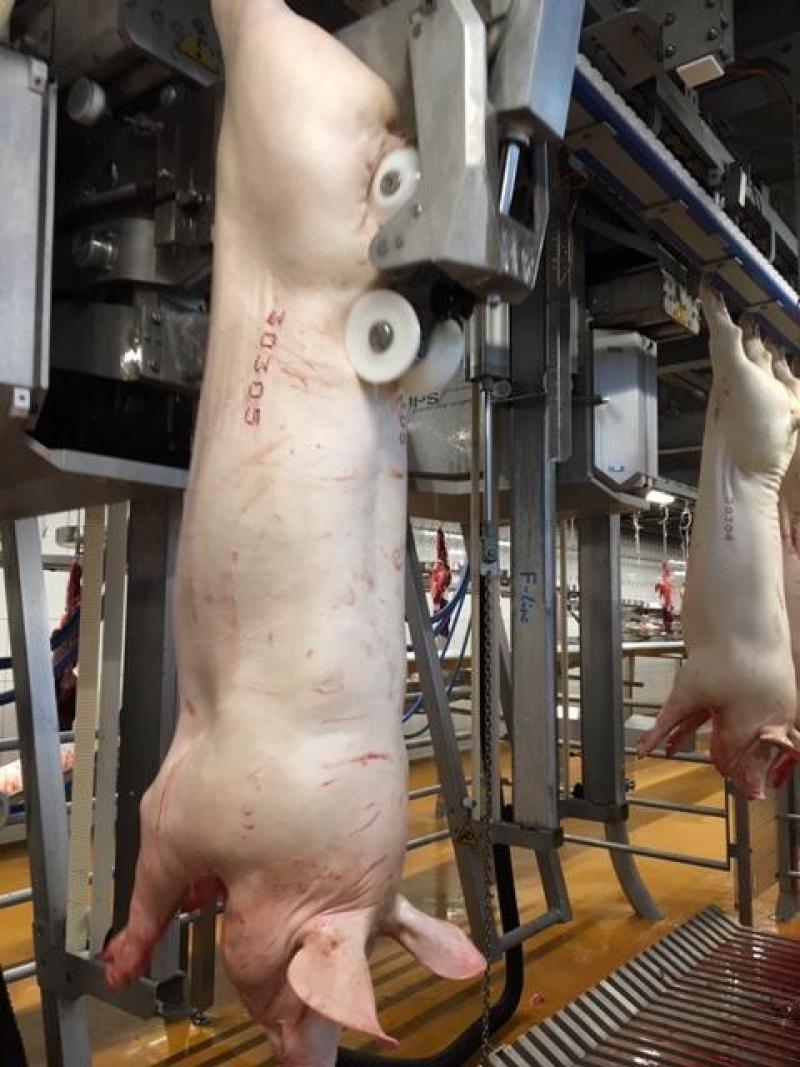 Een tweede robotarm klieft de karkassen moieteloos in twee.