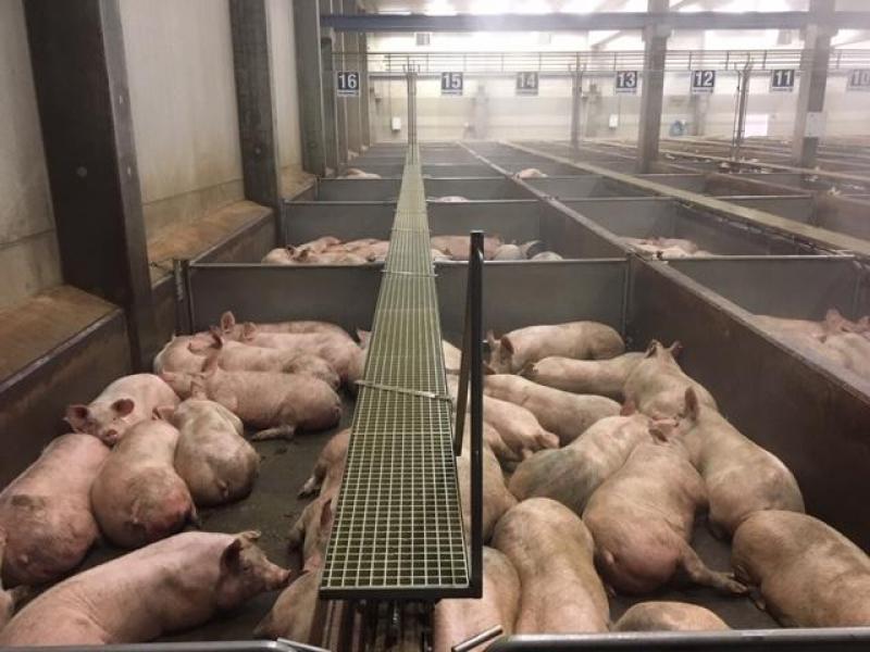 Dans l’aire d’attente, chaque loge peut accueillir une quinzaine de porcs.